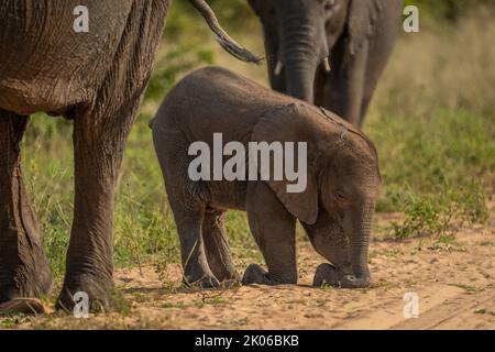 Il vitello africano cespuglio elefante si inginocchia in pista Foto Stock