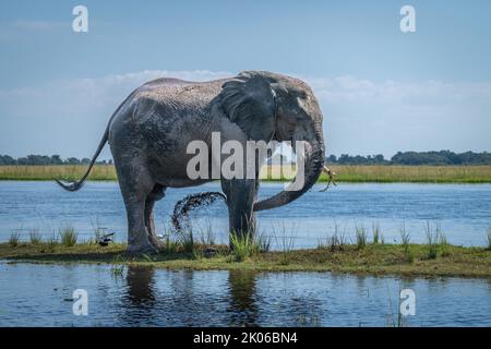 L'elefante africano del cespuglio spruzza il fango sopra la pancia Foto Stock