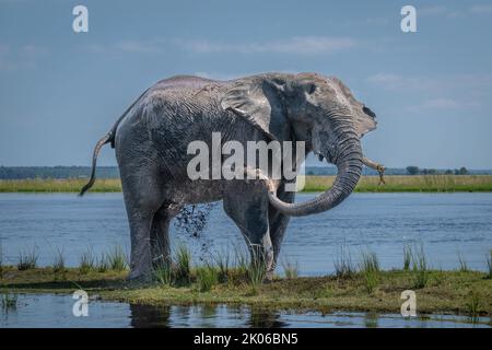 L'elefante africano del cespuglio spruzza il fango sopra il fianco Foto Stock