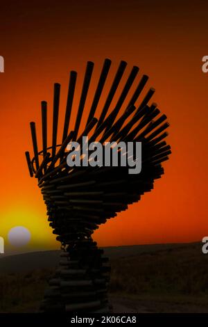 La silhouette dell'albero di canto del Ringing in Lancashire, Regno Unito, contro un cielo arancione al tramonto Foto Stock