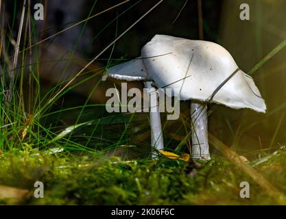 L'angelo velenoso mortale 'estroying angel' (Amanita virosa) da HIDRA, Norvegia sud-occidentale nel mese di settembre. Foto Stock