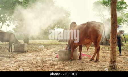Contadino indiano che brucia foglie di neem per salvare le sue mucche dal grumoso o dalla malattia di lampi. Precauzione di malattia di grumpy. Foto Stock