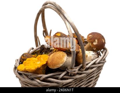 molti funghi in un cestino Foto Stock
