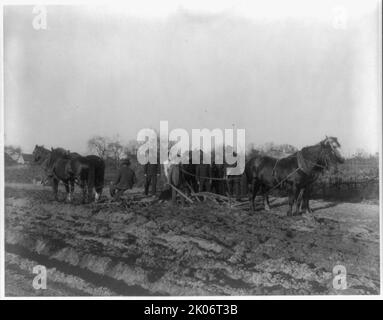 Studenti americani indiani e afro-americani all'Hampton Institute, Hampton, Virginia 1900(?) - uomini e donne che imparano ad arare il campo, 1899 o 1900. Foto Stock