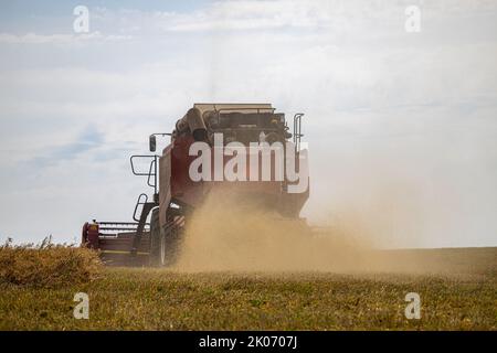 Ryazan Russia - 31 agosto 2022: La mietitrice attraversa i raccolti sul campo. Vista posteriore della mietitrice Foto Stock