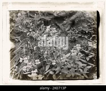 Fiori di campo in fiore , tra il 1915 e il 1935. Foto Stock