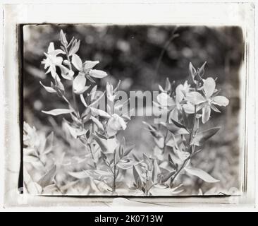 Fiori di campo in fiore, tra il 1915 e il 1935. Foto Stock