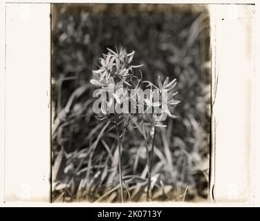 Fiori di campo in fiore, tra il 1915 e il 1935. Foto Stock