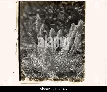 Fiori di campo in fiore, tra il 1915 e il 1935. Foto Stock