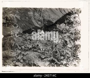 Fiori di campo in fiore, tra il 1915 e il 1935. Foto Stock