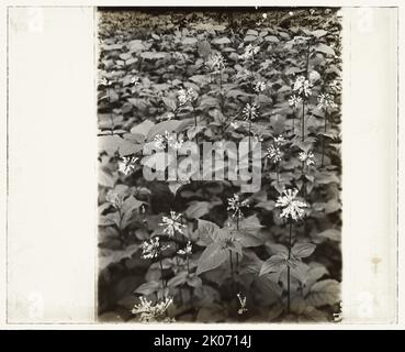 Fiori di campo in fiore, tra il 1915 e il 1935. Foto Stock