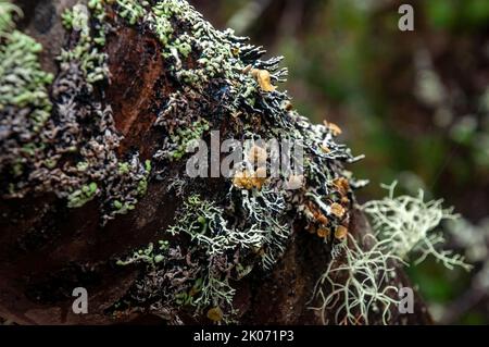 Lago St Clair Australia, licheni che crescono su un ramo di albero Foto Stock