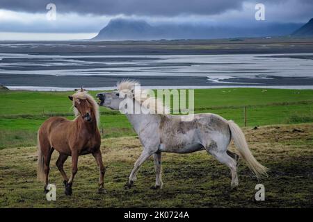 Cavalli islandesi presso la fattoria Brekka í Lóni, Stafafell, con la catena montuosa di Klatindur sullo sfondo, vicino a Hofn, Islanda Foto Stock