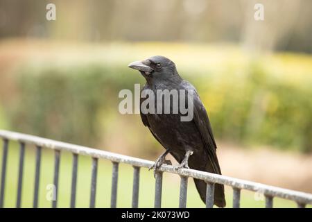 Corvo nero carriola, corvido, siede su una recinzione metallica su uno sfondo morbido nel Sussex occidentale nel Regno Unito Foto Stock