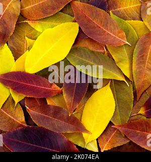 Sfondo floreale autunnale con belle foglie colorate e luminose Foto Stock