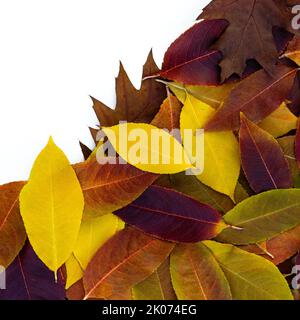 Sfondo floreale autunnale con belle foglie colorate e luminose Foto Stock