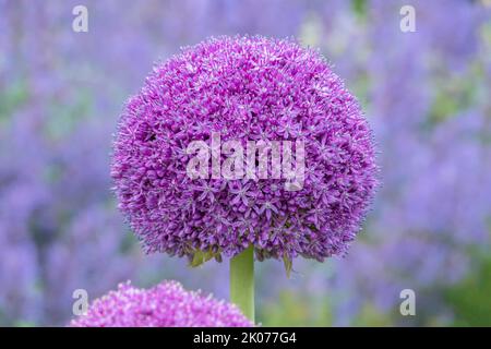 Porro ornamentale (Allium sp.), fioriere, Muensterland, Renania settentrionale-Vestfalia Foto Stock