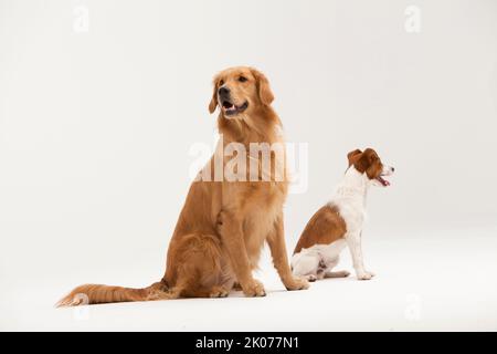 Due cani fotografati in studio con sfondo bianco Foto Stock