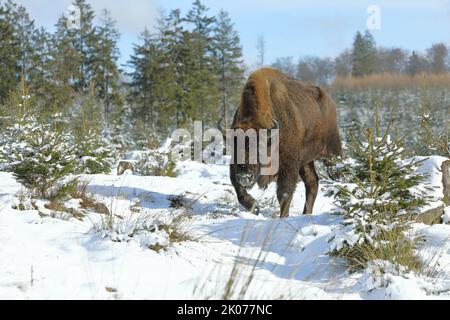 Bisonte, bisonte europeo (Bison bonasus), in inverno, in piedi in una foresta innevata di abete rosso, Rothaarsteig, Rothaargebirge, Renania settentrionale-Vestfalia Foto Stock