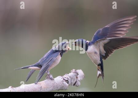 Fienile (Hirundo rustica), un uccello adulto che alimenta un giovane uccello a volo, Germania Foto Stock