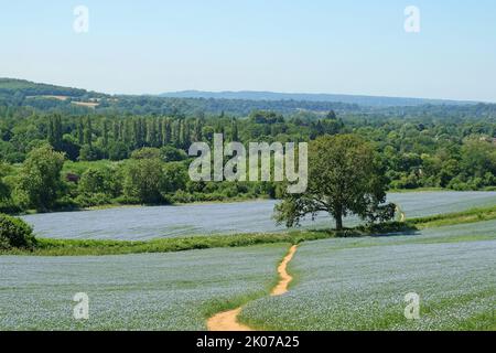 Fioritura di lino blu nel campo, Surrey, Regno Unito. Foto Stock