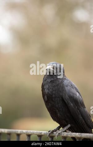 Corvo nero carriola, corvido, siede su una recinzione metallica su uno sfondo morbido nel Sussex occidentale nel Regno Unito Foto Stock