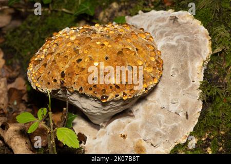 Staffa in rovere Fungus, Regno Unito Foto Stock