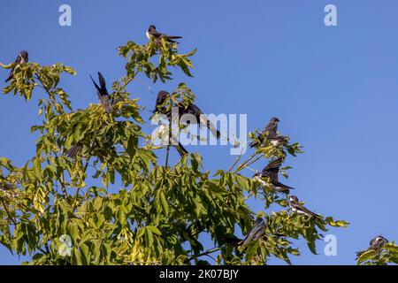 Porpora Martin (progne subis) e rondine d'albero (Tachycineta bicolor) si siedono insieme in un gregge su un albero durante la migrazione verso sud. Foto Stock