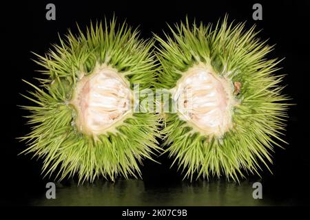 Castagno semidolce (Castanea sativa), castagne, fotografia in studio con sfondo nero Foto Stock