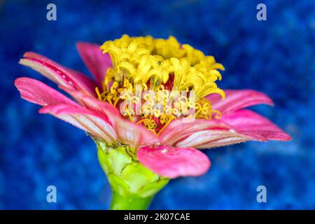 Cestino gioiello (Cosmos bipinnatus cv.) con sfondo blu, Berlino, Germania Foto Stock