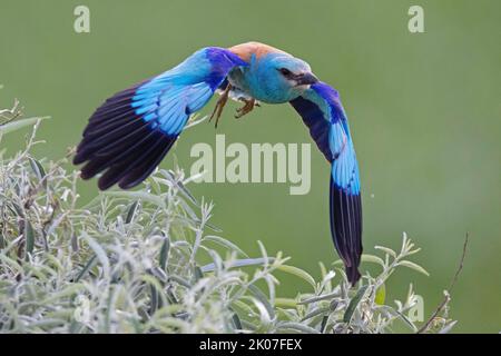 Blue european Roller (Coracias garrulus) in partenza, Riserva della Biosfera del Delta del Danubio, Romania Foto Stock