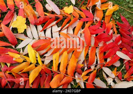 Foglia di sumac di staghorn (Rhus typhina) in autunno, provincia di Quebec, Canada Foto Stock