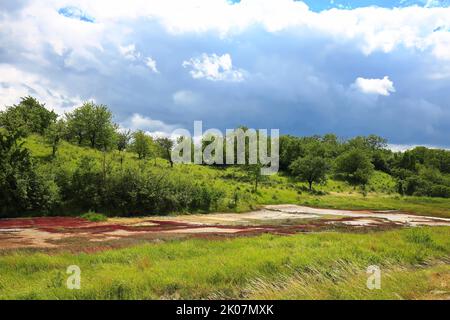 Le paludi o le sorgenti di sale nei pressi di Suelldorf sostengono una flora unica. Suelzetal, Boerde, Sassonia-Anhalt, Germania Foto Stock