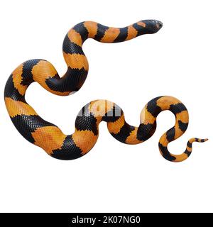 Illustrazione di Bismarck ringed python 3D. Foto Stock