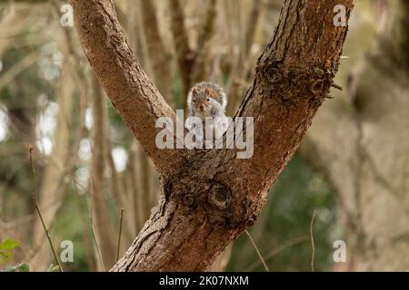 Scoiattolo britannico grigio seduto in un albero guardando la telecamera, in ambiente naturale Foto Stock