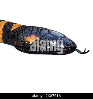 Illustrazione di Bismarck ringed python 3D. Foto Stock