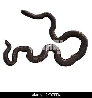 Calabar Python 3D illustrazione Foto Stock