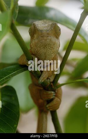 Camaleonte marrone verde, Madagascar Foto Stock