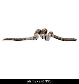 Calabar Python 3D illustrazione Foto Stock