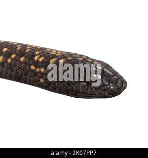 Calabar Python 3D illustrazione Foto Stock