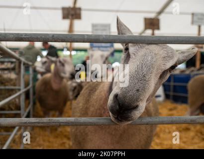 Kelso, Regno Unito. 09th Set, 2022. 9th settembre 2022. Kelso, Border Union Showground, Scottish Borders. L'annuale Kelso RAM Sales ha avuto luogo oggi il giorno dopo la morte della regina Elisabetta, la campana è stato eseguito alle 10am per iniziare un silenzio di due minuti come un segno o rispetto prima che la campana è stata suonata di nuovo per iniziare le vendite. Il tempo è stato scarso oggi per l'evento con la pioggia che si è abbassata durante la mattina. Blueface Leicester pecora in vendita oggi Pic Credit: phil wilkinson/Alamy Live News Foto Stock