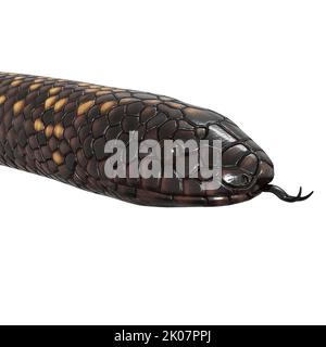Calabar Python 3D illustrazione Foto Stock