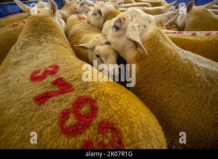 Kelso, Regno Unito. 09th Set, 2022. 9th settembre 2022. Kelso, Border Union Showground, Scottish Borders. L'annuale Kelso RAM Sales ha avuto luogo oggi il giorno dopo la morte della regina Elisabetta, la campana è stato eseguito alle 10am per iniziare un silenzio di due minuti come un segno o rispetto prima che la campana è stata suonata di nuovo per iniziare le vendite. Il tempo è stato scarso oggi per l'evento con la pioggia che si è abbassata durante la mattina. Texel pecora oggi con i numeri sulle loro spalle aspettano di essere venduti. PIC Credit: phil wilkinson/Alamy Live News Foto Stock