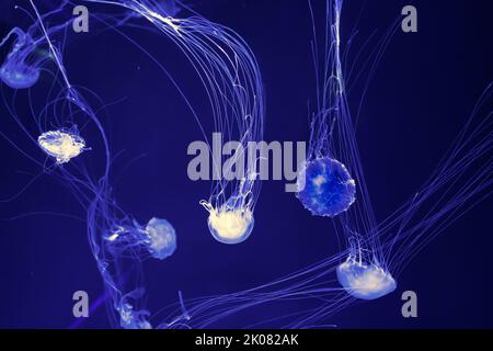 Gruppo di pesci gelatinacei fluorescenti piscina subacquea acquario. La nettola del mare Atlantico chrysaora quinquecirrha in acqua blu, oceano. Theriology, to Foto Stock