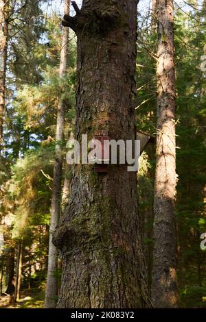 Scatole di pipistrelli montate su un tronco di abete nella foresta di Glenbranter, Strachur, Argyll e Bute. Scozia Foto Stock