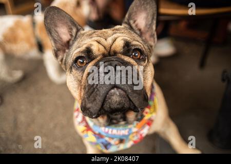 Truman's Social Club cane show Foto Stock