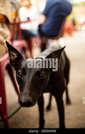 Truman's Social Club cane show Foto Stock