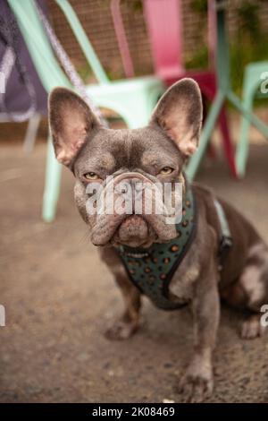 Truman's Social Club cane show Foto Stock