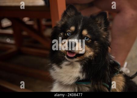 Truman's Social Club cane show Foto Stock