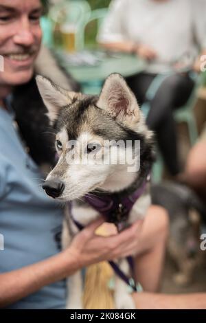 Truman's Social Club cane show Foto Stock